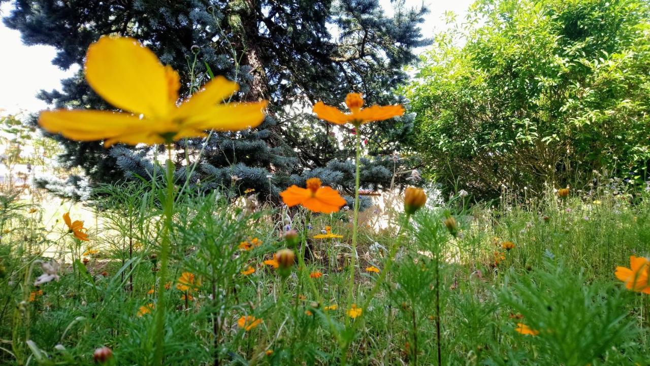 Fleurs De Cosmos Acomodação com café da manhã Albi Exterior foto